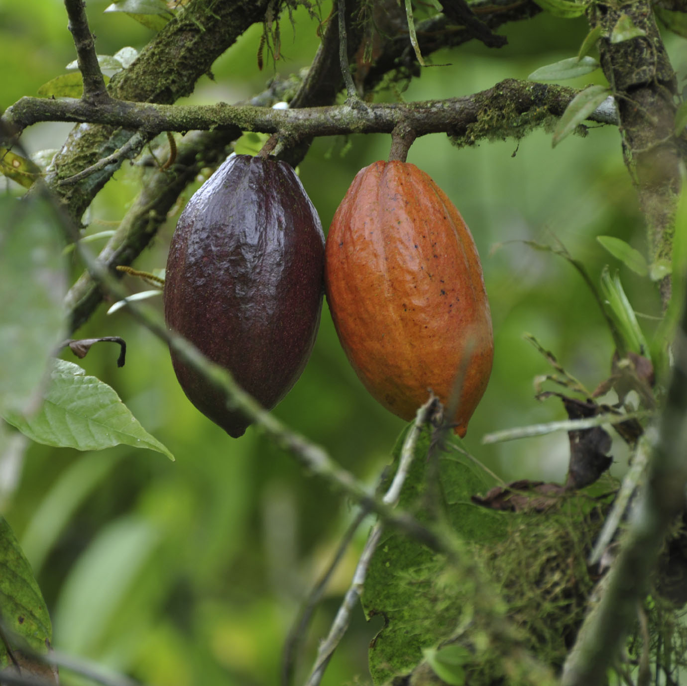 Image: La tienda de chocolate es un negocio con potencial en Colombia